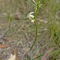 Stackhousia monogyna (Creamy Candles) at Paddys River, ACT - 15 Nov 2014 by galah681