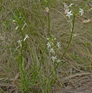 Stackhousia monogyna at Paddys River, ACT - 15 Nov 2014 11:14 AM