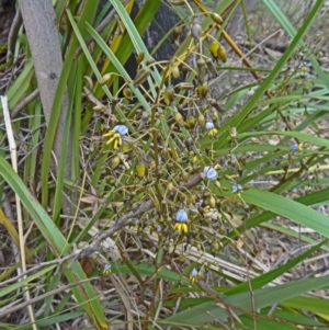 Dianella tasmanica at Paddys River, ACT - 15 Nov 2014