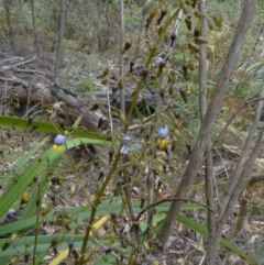 Dianella tasmanica at Paddys River, ACT - 15 Nov 2014 11:17 AM