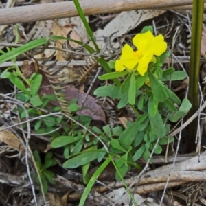 Hibbertia obtusifolia at Paddys River, ACT - 15 Nov 2014 11:20 AM