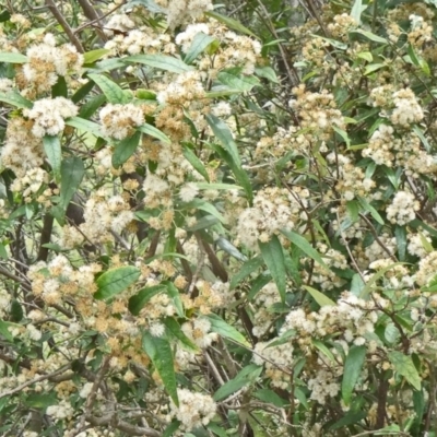 Olearia lirata (Snowy Daisybush) at Paddys River, ACT - 15 Nov 2014 by galah681