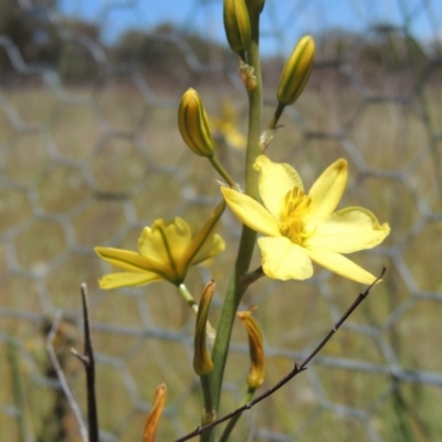 Bulbine bulbosa (Golden Lily) at Chisholm, ACT - 3 Nov 2014 by michaelb