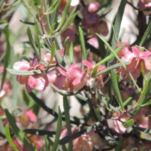 Dodonaea viscosa at Chisholm, ACT - 3 Nov 2014