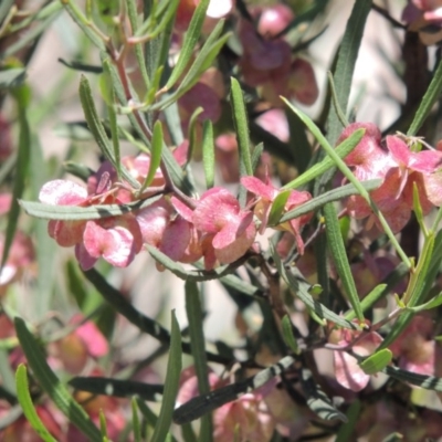 Dodonaea viscosa (Hop Bush) at Chisholm, ACT - 3 Nov 2014 by MichaelBedingfield