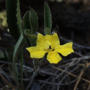 Goodenia hederacea at Chisholm, ACT - 3 Nov 2014