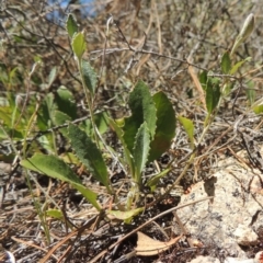 Goodenia hederacea at Chisholm, ACT - 3 Nov 2014