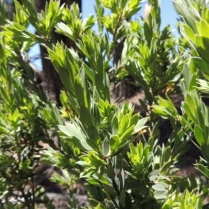 Styphelia triflora at Chisholm, ACT - 3 Nov 2014 12:57 PM