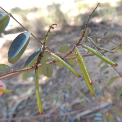 Indigofera australis subsp. australis (Australian Indigo) at Chisholm, ACT - 3 Nov 2014 by michaelb