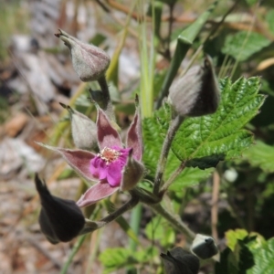 Rubus parvifolius at Chisholm, ACT - 3 Nov 2014