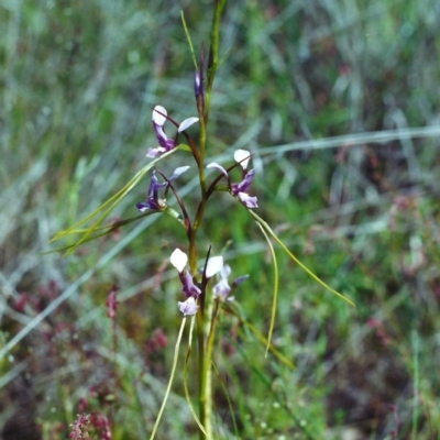 Diuris dendrobioides (Late Mauve Doubletail) at Conder, ACT - 20 Nov 2000 by michaelb