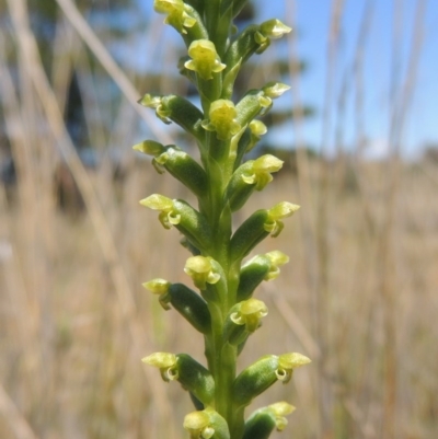 Microtis unifolia (Common Onion Orchid) at Chisholm, ACT - 3 Nov 2014 by michaelb