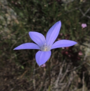 Wahlenbergia sp. at Old Tuggeranong TSR - 3 Nov 2014 01:30 PM