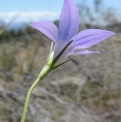 Wahlenbergia sp. at Old Tuggeranong TSR - 3 Nov 2014 01:30 PM