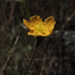 Hypericum gramineum at Old Tuggeranong TSR - 3 Nov 2014