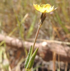 Hypericum gramineum at Old Tuggeranong TSR - 3 Nov 2014 01:42 PM
