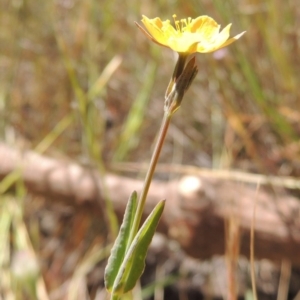 Hypericum gramineum at Old Tuggeranong TSR - 3 Nov 2014