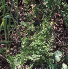 Cheilanthes austrotenuifolia (Rock Fern) at Old Tuggeranong TSR - 3 Nov 2014 by michaelb