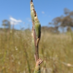 Thelymitra sp. (A Sun Orchid) at Chisholm, ACT - 3 Nov 2014 by michaelb