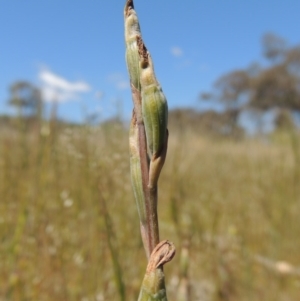 Thelymitra sp. at Chisholm, ACT - suppressed