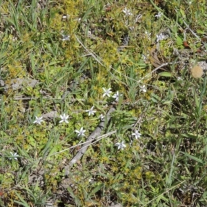 Isotoma fluviatilis subsp. australis at Old Tuggeranong TSR - 3 Nov 2014 02:07 PM