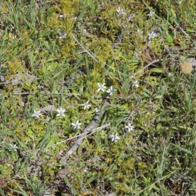 Isotoma fluviatilis subsp. australis (Swamp Isotome) at Melrose - 3 Nov 2014 by michaelb