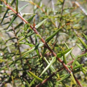 Acacia ulicifolia at Chisholm, ACT - 3 Nov 2014