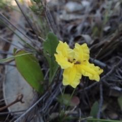 Goodenia hederacea (Ivy Goodenia) at Chisholm, ACT - 3 Nov 2014 by MichaelBedingfield