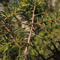 Acacia ulicifolia (Prickly Moses) at Chisholm, ACT - 3 Nov 2014 by michaelb