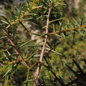 Acacia ulicifolia at Chisholm, ACT - 3 Nov 2014 02:25 PM