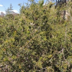 Acacia ulicifolia at Chisholm, ACT - 3 Nov 2014