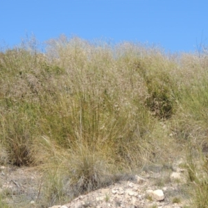 Rytidosperma pallidum at Chisholm, ACT - 3 Nov 2014 02:26 PM