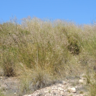 Rytidosperma pallidum (Red-anther Wallaby Grass) at Chisholm, ACT - 3 Nov 2014 by michaelb