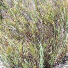 Stypandra glauca (Nodding Blue Lily) at Chisholm, ACT - 3 Nov 2014 by michaelb