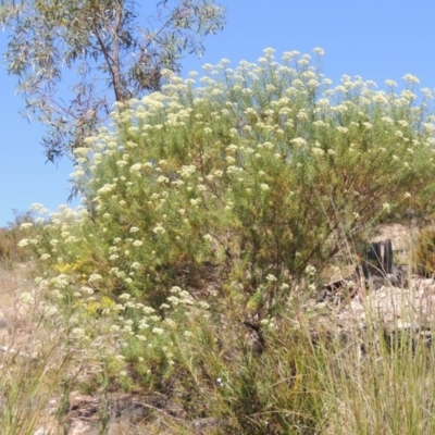 Cassinia longifolia (Shiny Cassinia, Cauliflower Bush) at Chisholm, ACT - 3 Nov 2014 by michaelb