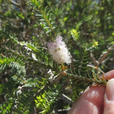 Melaleuca decussata (Cross-leaf Honey-myrtle or Totem Poles) at Chisholm, ACT - 3 Nov 2014 by michaelb