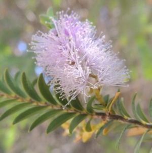 Melaleuca decussata at Chisholm, ACT - 3 Nov 2014