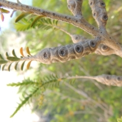 Melaleuca decussata at Chisholm, ACT - 3 Nov 2014 02:41 PM