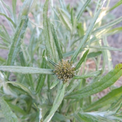 Euchiton sphaericus (Star Cudweed) at Pine Island to Point Hut - 5 Nov 2014 by michaelb