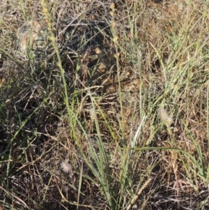 Plantago gaudichaudii at Paddys River, ACT - 5 Nov 2014 06:41 PM