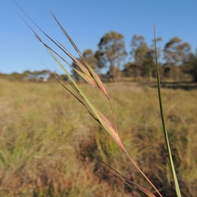 Themeda triandra (Kangaroo Grass) at Pine Island to Point Hut - 5 Nov 2014 by michaelb