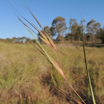 Themeda triandra (Kangaroo Grass) at Paddys River, ACT - 5 Nov 2014 by MichaelBedingfield