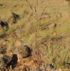 Poa sieberiana (Poa Tussock) at Paddys River, ACT - 5 Nov 2014 by michaelb