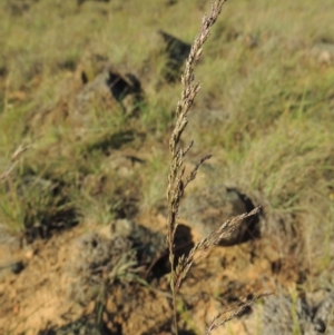 Poa sieberiana at Paddys River, ACT - 5 Nov 2014