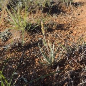 Plantago gaudichaudii at Pine Island to Point Hut - 5 Nov 2014