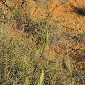 Rumex brownii at Pine Island to Point Hut - 5 Nov 2014