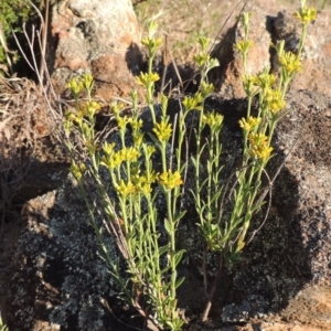 Pimelea curviflora at Paddys River, ACT - 5 Nov 2014 07:05 PM