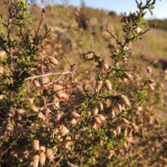 Cryptandra amara (Bitter Cryptandra) at Paddys River, ACT - 5 Nov 2014 by michaelb