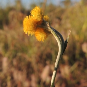 Chrysocephalum apiculatum at Paddys River, ACT - 5 Nov 2014 07:09 PM