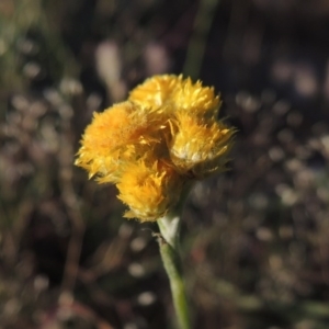 Chrysocephalum apiculatum at Paddys River, ACT - 5 Nov 2014